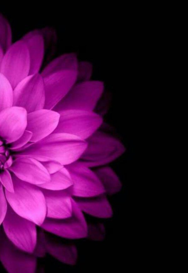 фиолетовые цветки