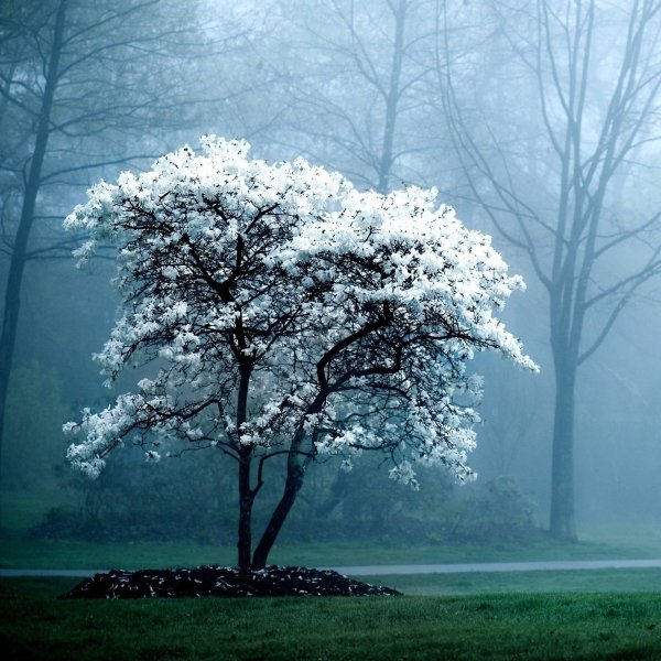 дерево белое