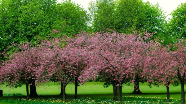 вишня мелкопильчатая канзан prunus serrulata kanzan