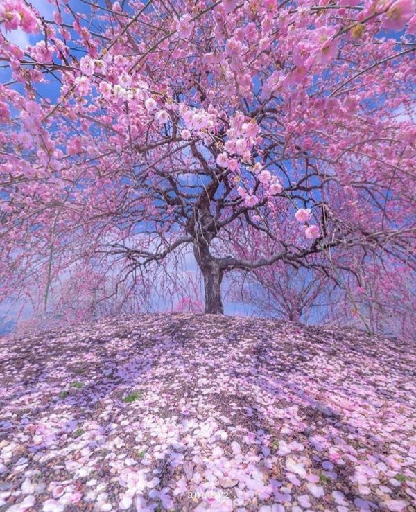 сакура сомейошино