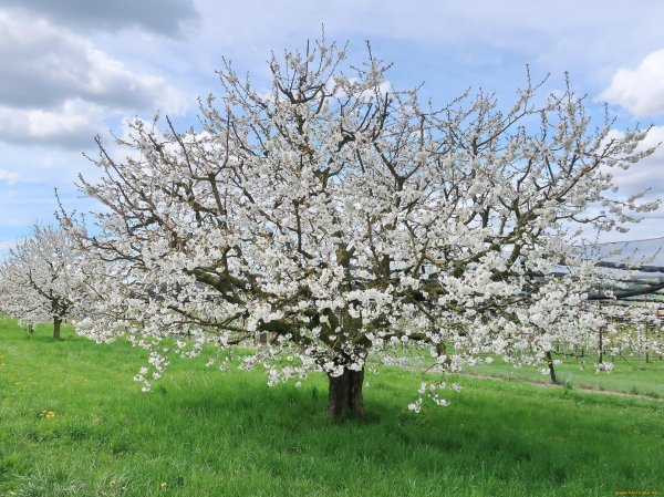 яблоня зибольда