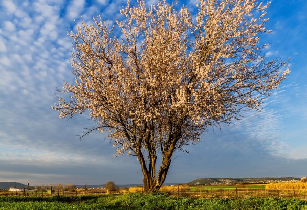 дерево миндаль