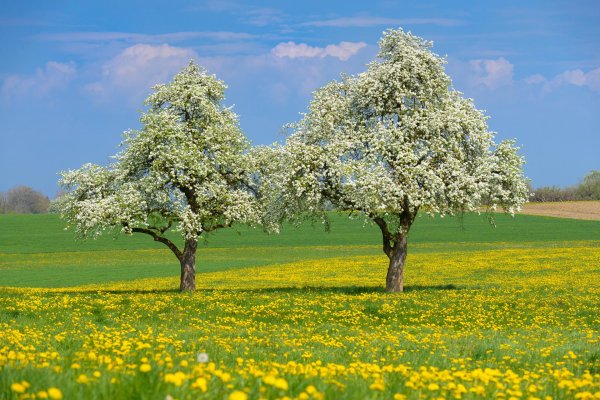 ясная поляна цветение яблонь