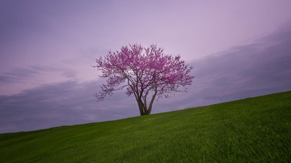 церцис канадский багряник