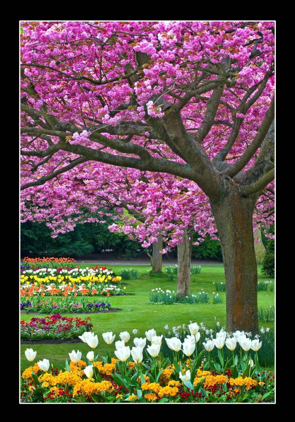 весенние сады