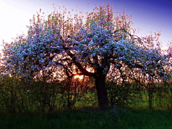 яблоневые сады