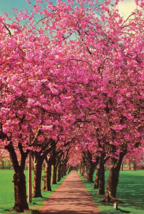 цветущие деревья