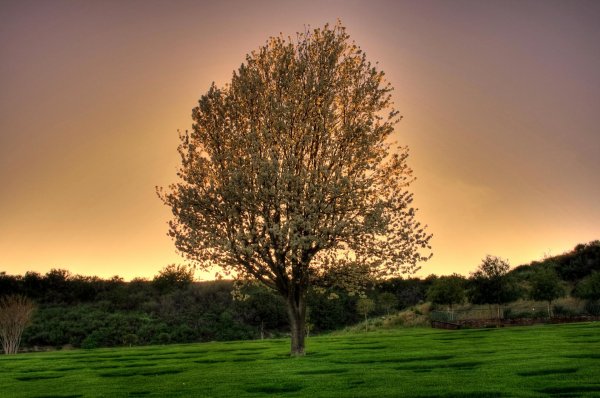 деревья весной