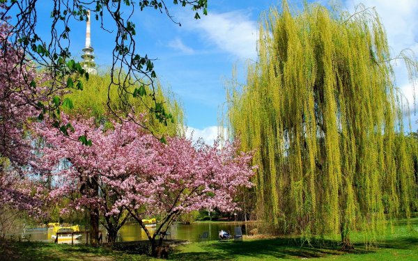 ива плакучая