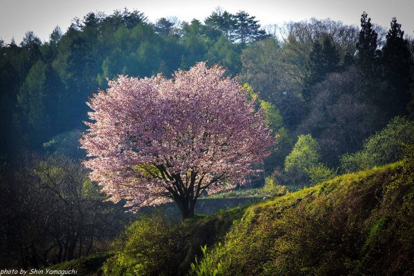 вишня саржента prunus sargentii
