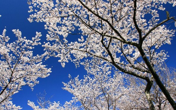 весеннее небо