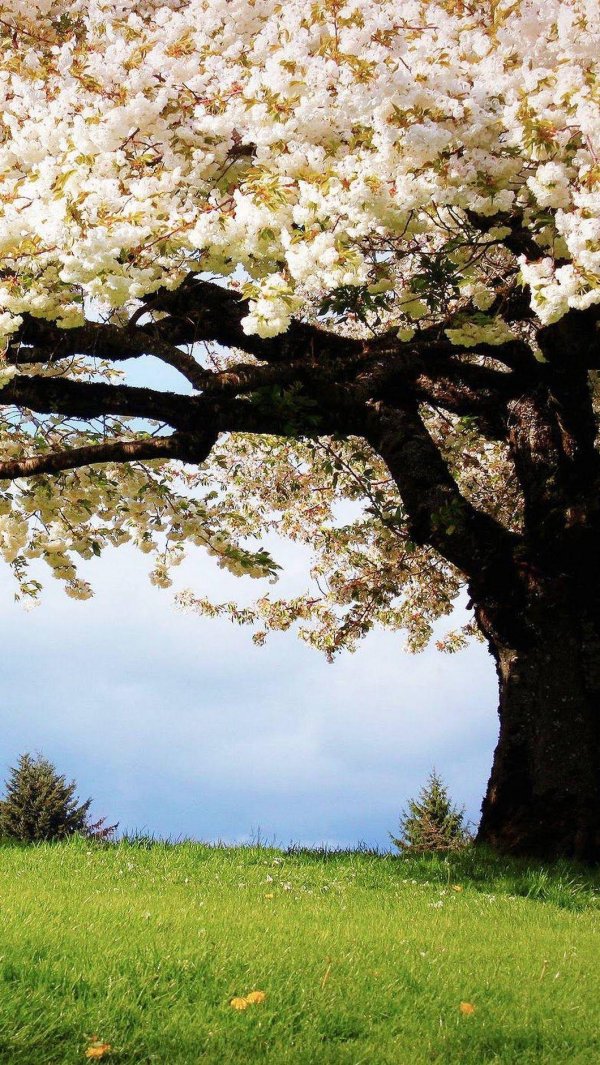 природа весна