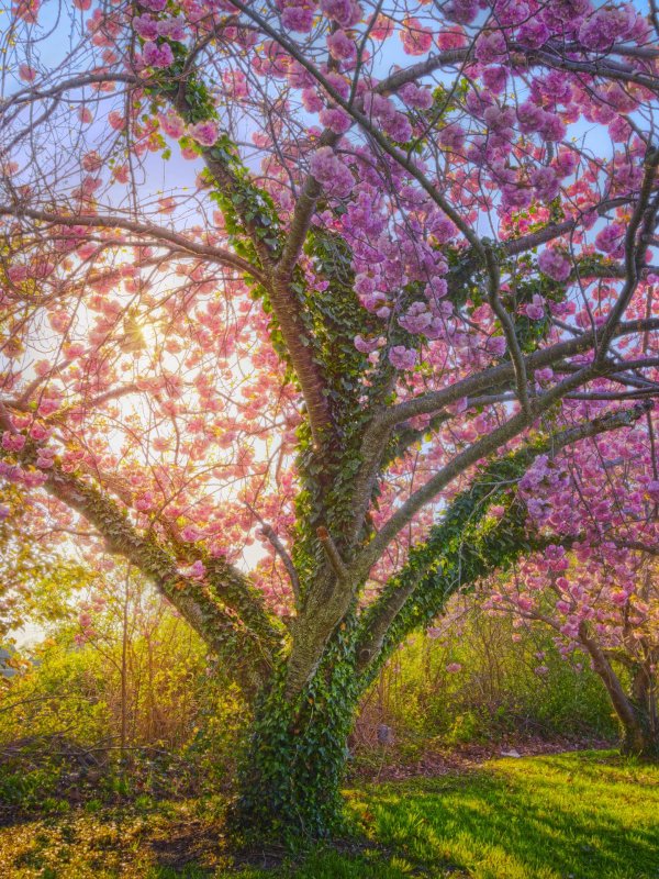 cherry blossom tree