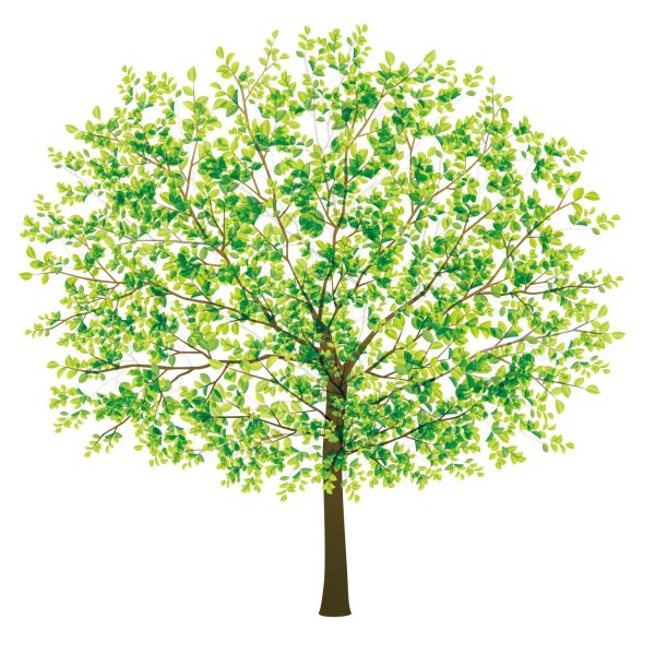 дерево зеленое