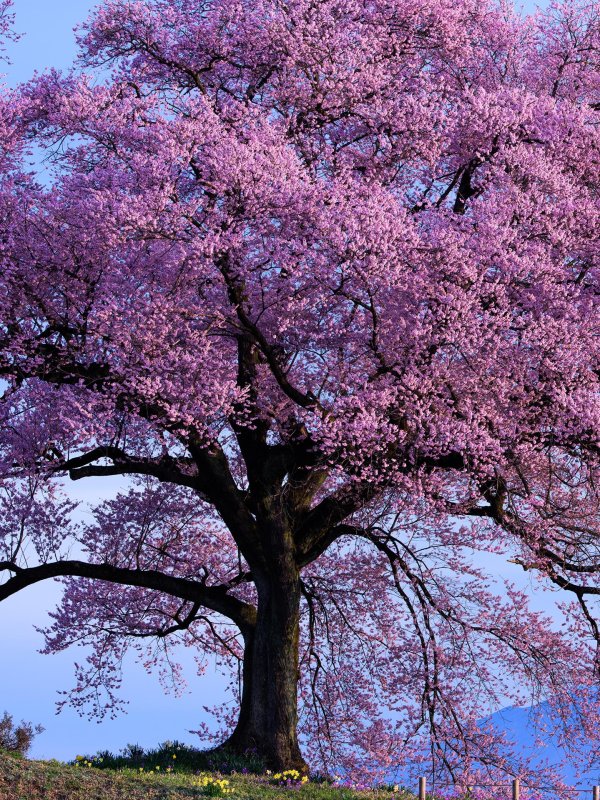 сакура дарахт