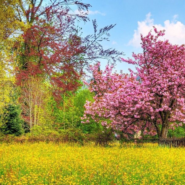 Весна деревья