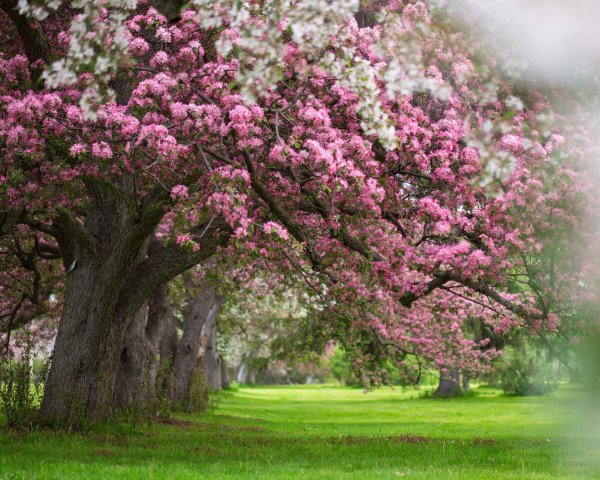 blossom tree