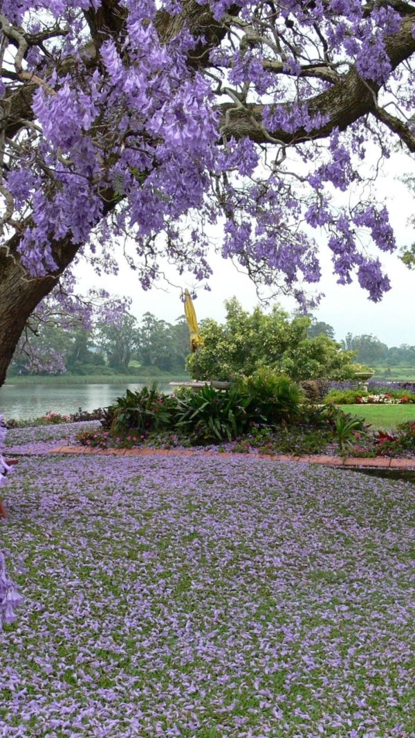 jacaranda tree