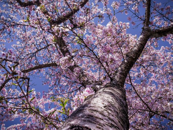 Весна деревья