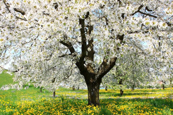 цветущие яблони