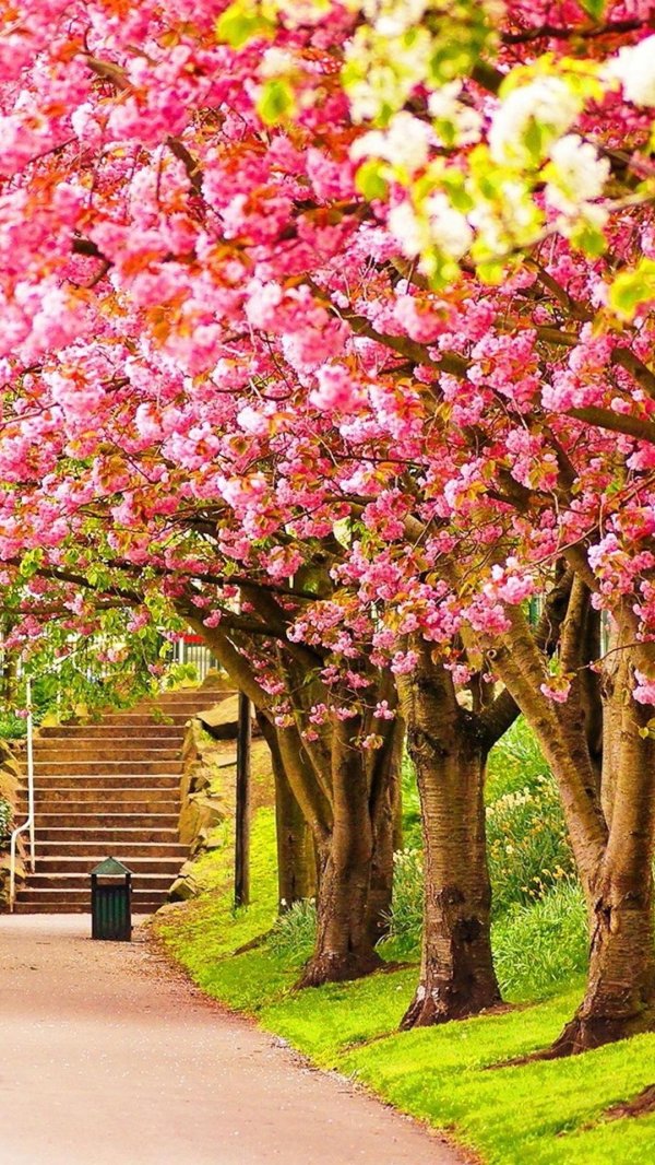 аллея сакуры