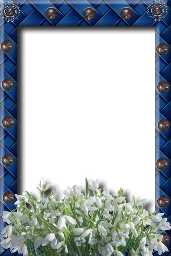 подснежник белый