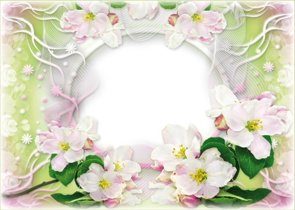 цветущая яблоня