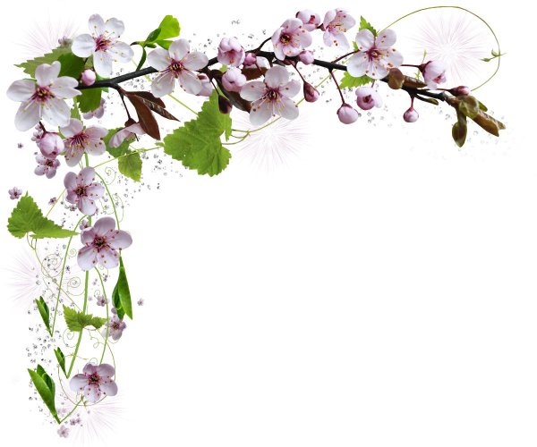 весенние цветы на прозрачном фоне