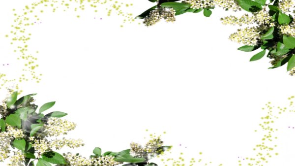 ветка черемухи