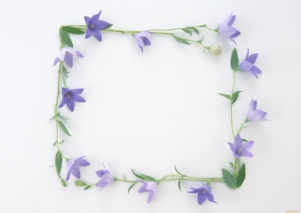 цветок колокольчик