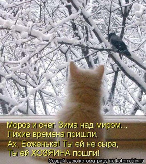 котик зима