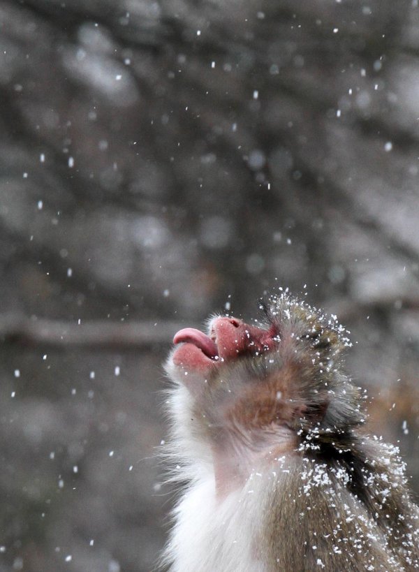 парк снежных обезьян джигокудани