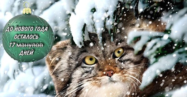 снежный манул