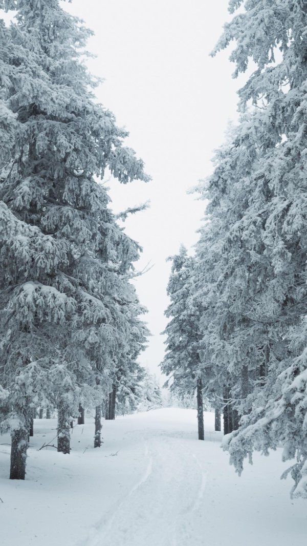 заснеженный лес