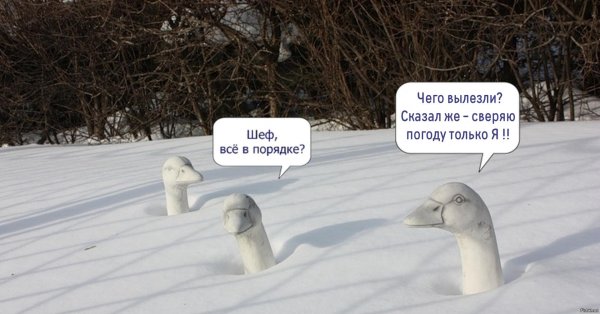 гусь красивый