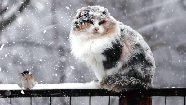 дождём и снегом