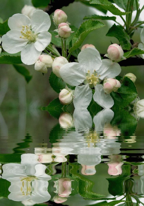 яблоня жасмин