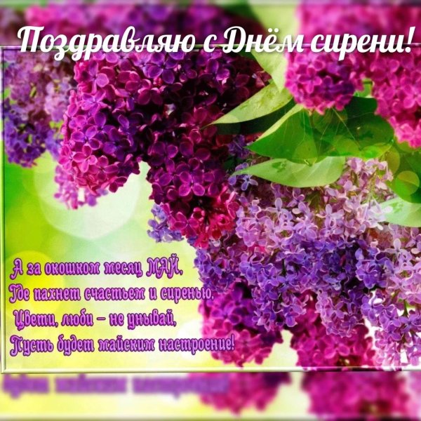 сирень цветёт