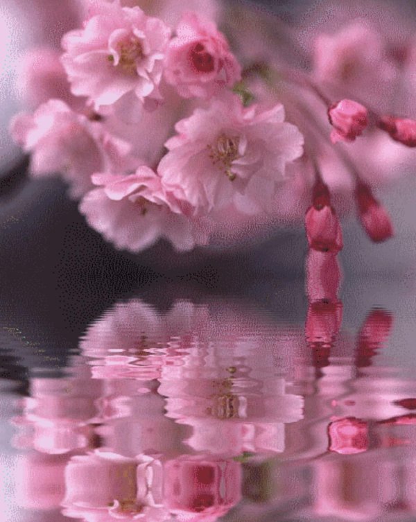 цветки сакуры