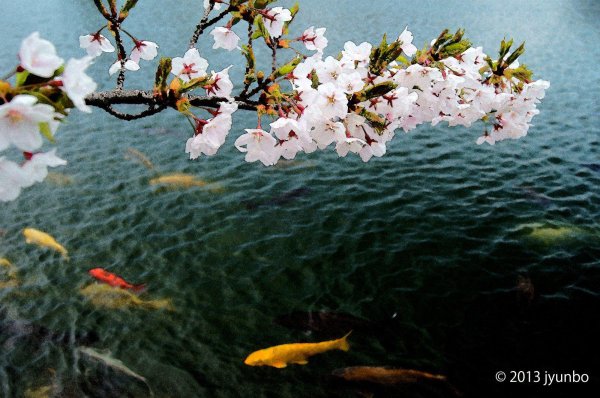 цветущие ветки