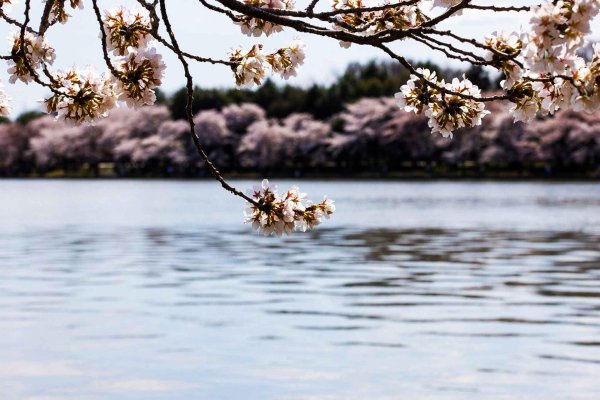 sakura cherry blossom