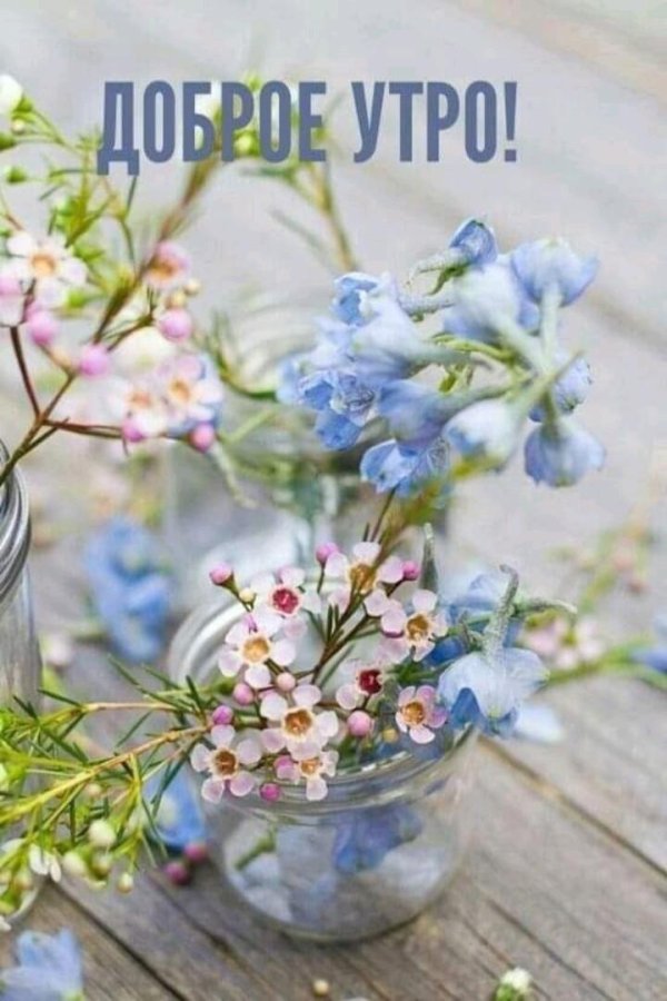 незабудка myosotis myomark