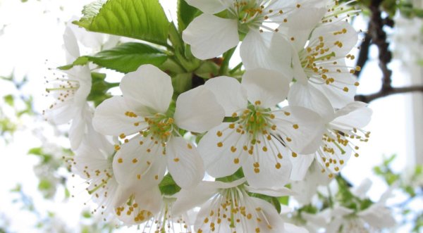 белая черемуха