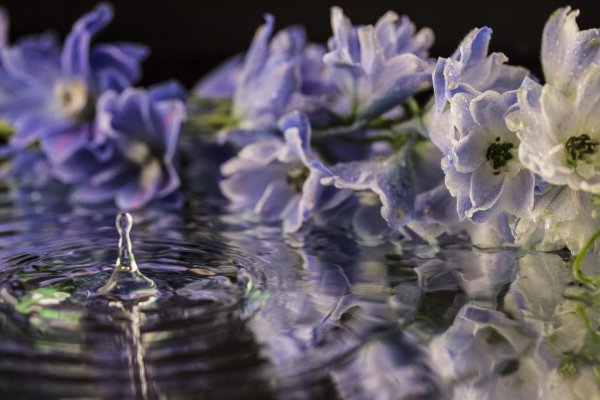 дельфиниум delphinium