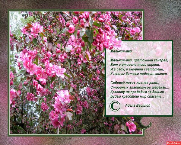 цветущий май