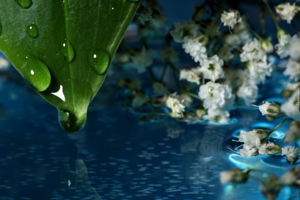 красивые ландыши