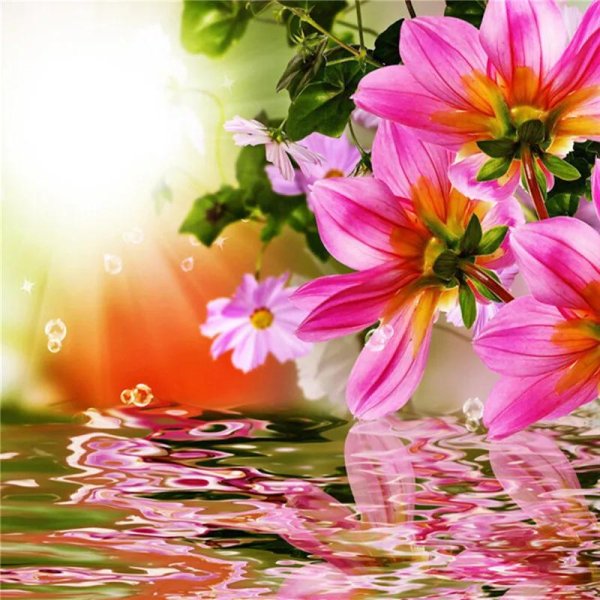 лилии на воде