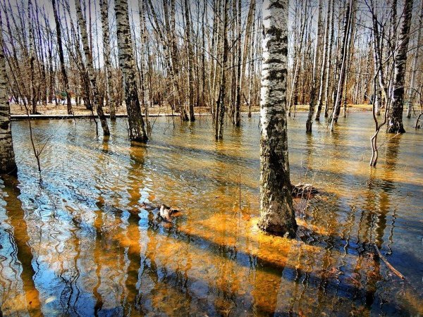 березы половодье шишкин