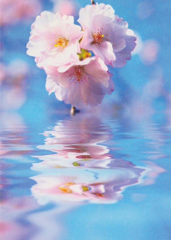 цветки вишни