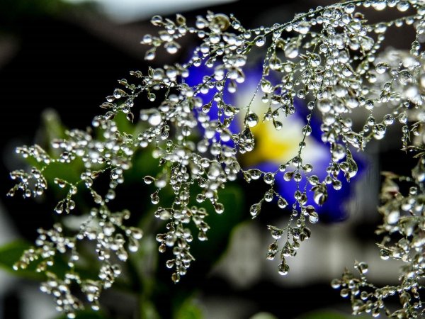 капелька росы